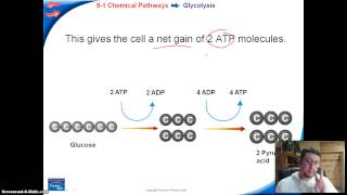 Cellular Respiration  3 parts [upl. by Ain522]