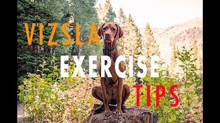 Tips on How to Exercise Your Vizsla  Video 111 [upl. by Thirion]