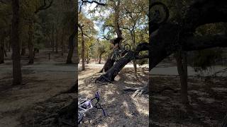 Paul Lichtenstein tree drop in bmx minvelo urbanriding [upl. by Jonell]