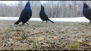 Common Grackles Showing Off [upl. by Aynotel]