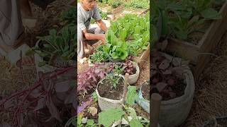 Planting lettuce Romaine [upl. by Ardie]