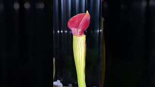 Sarracenia Alata [upl. by Fanchie422]