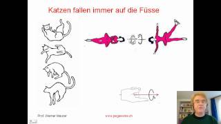 Katzen fallen immer auf die Pfoten [upl. by Akemat]