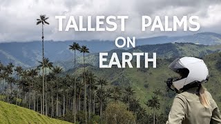 S2 Ep6 Salento to Toche  Largest wax palm forest in the world [upl. by Harimas]