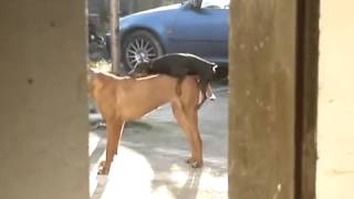 Cachorrinho tentando cruzar com cadela muito maior que ele [upl. by Aenert]