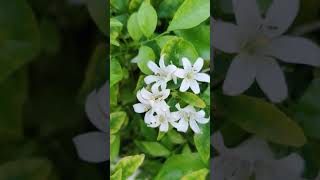 Murraya paniculata with flowers🌱🌸 commonly known as orange jasmine murraya plants [upl. by Ameekahs788]