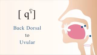 qˁ  unvoiced unaspirated pharyngealized dorsal uvular stop [upl. by Enert859]