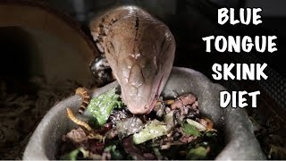 BLUE TONGUE SKINK DIET  What I Feed My Skink [upl. by Ididn]