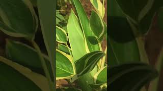 🪴 seryang nature gardenplants relaxing flowers naturevideography [upl. by Calvano]