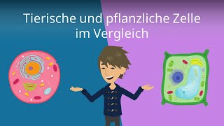 Tierzelle vs Pflanzenzelle  Vergleich  Studyflix [upl. by Aissatsan]