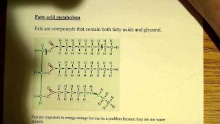 Fatty acid metabolism [upl. by Culbertson]