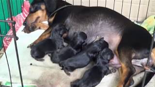 Dachshund Molly gave birth to four puppies [upl. by Crispa]