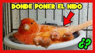 6 TRUCOS para Nidos de Canarios 🐤 Donde poner el nido a los canarios  Cria de canarios [upl. by Chappelka548]