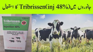 Tribrissen injection 48 Uses [upl. by Eiten]