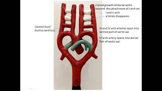 Embryology Model Pharyngeal arch arteries identification and explanation [upl. by Llednohs]