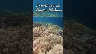 Freedive Pantai Molana Maluku Indonesia Freediving Snorkling Diving Ambon Pinosperspective [upl. by Kinelski]