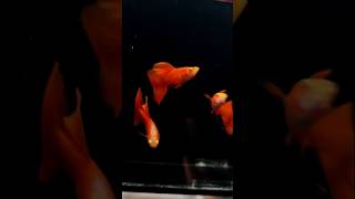 Albino full red guppy albino trending guppyfishtank guppy shorts guppies guppyfish redguppy [upl. by Hagood]