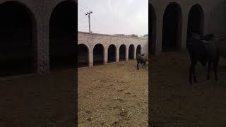 Cow cattle farm Khubsurat janwar ha [upl. by Eeuqram315]