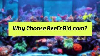 ReefnBid Promo Ad [upl. by Josephson]