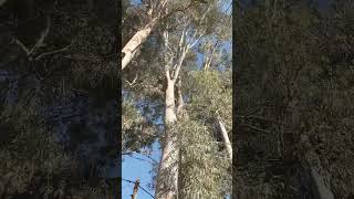 L’Eucalyptus est un arbre à plusieurs vertus telles les infections bronchiques [upl. by Jahdol4]