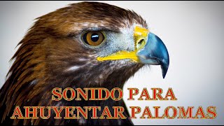 SONIDO PARA AHUYENTAR PALOMAS  Sonido HALCÓN [upl. by Suoicul]