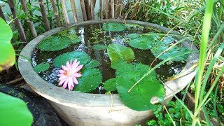 How to Build a Container Water Garden [upl. by Koss]