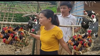 Ly and Nam make cages catch chickens to sell live a happy married life far from civilization [upl. by Karin626]