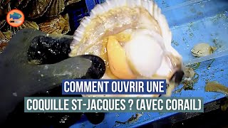 Comment décortiquer une coquille Saint Jacques  avec du corail [upl. by Broddie992]