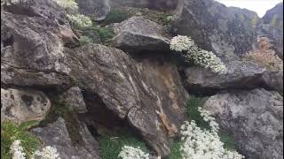 Silver Saxifrages  from Bergfrue Saxifraga cotyledon to Kings crown Saxifraga longifolia [upl. by Giltzow233]