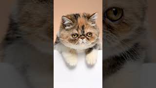 Facts About Exotic Shorthair Cat Part2 shorts [upl. by Atikram386]