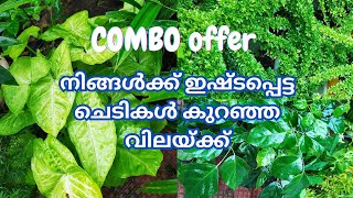 Plants Combo offer  malayalam  new combo kerala plantslover chedikal [upl. by Nodnab]