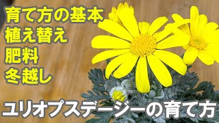 ユリオプスデージーの育て方 ■重要：肥料やりのポイント！■ 切り戻し 花がら摘み 摘芯 剪定 [upl. by Ohcamac977]