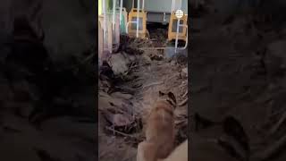 Así trabajan los perros de rastreo de la Guardia Civil en Valencia dana [upl. by Harrak543]