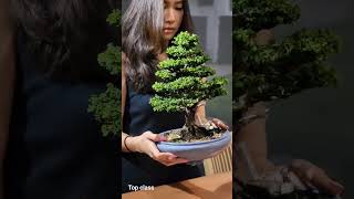 Sekka Hinoki Bonsai bonsai bonsaitree bonsaihunter [upl. by Shulamith]