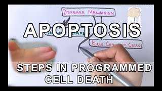 Overview of Apoptosis  Steps Explained [upl. by Jane616]