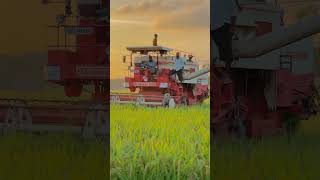 Nazran ch BAAPPUcombine combineharvester tractoryoutubeshorts trending shorts cartoon reel [upl. by Jenness867]