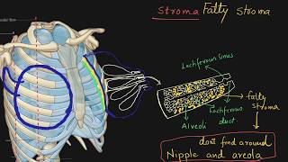 Mammary gland [upl. by Weaver]