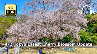 As of 42  Tokyo Latest Cherry Blossom Update Go to Shinjuku Gyoen NOW 4KHDRBinaural [upl. by Chabot]