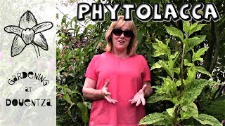 Phytolacca Care How to Grow Pokeweed  8 of 30 my month of perennials [upl. by Weikert789]