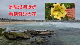 悉尼沿海徒步看到奇异大花Coastal walk from Bondi to Coogee [upl. by Amor]