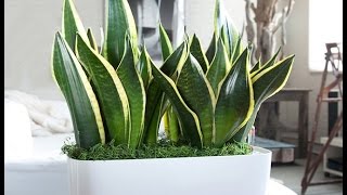 15 Best Houseplants For Beginners [upl. by Patt]