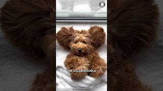 Goldendoodle 🐶 The Playful Poodle Mix [upl. by Assillam]