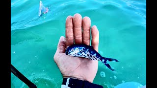 Portuguese Man O War Fish  Rare Ocean Fish [upl. by Burtie850]