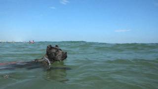 CRAZY CANE CORSO PUPPY ITALIAN MASTIFF DOG SWIMMING IN THE OCEAN [upl. by Horwath]