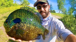 BLUEGILL that are BIGGER than a FRYING PAN [upl. by Auhesoj]