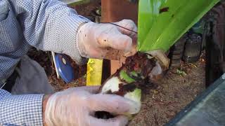 How to care for Amaryllis Bulbs after Blooming [upl. by Nohsid]