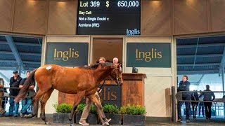 Inglis Easter Yearling Sale approaches [upl. by Brote956]