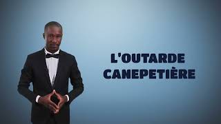 2 mn pour comprendre loutarde canepetière [upl. by Brittain]