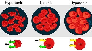 Osmolarity Osmolality and Tonicity [upl. by Asseniv]