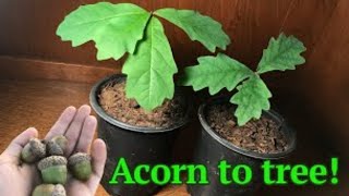 How to grow a White Oak tree from acornseed [upl. by Donia]